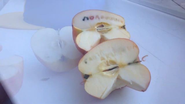 Новая заставка смотреть онлайн