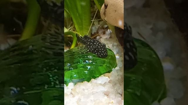 ребята мы столько много всего для аквариума смотреть онлайн