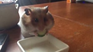 Хомяк Кокоша набивает щеки