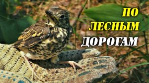 Находки из прошлого. Коп в лесу. Кадры которые я не показывал
