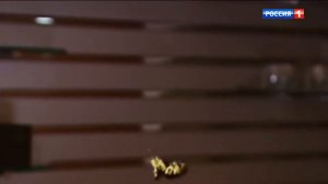 ЕФРОСИНЬЯ все ЗАСТАВКИ