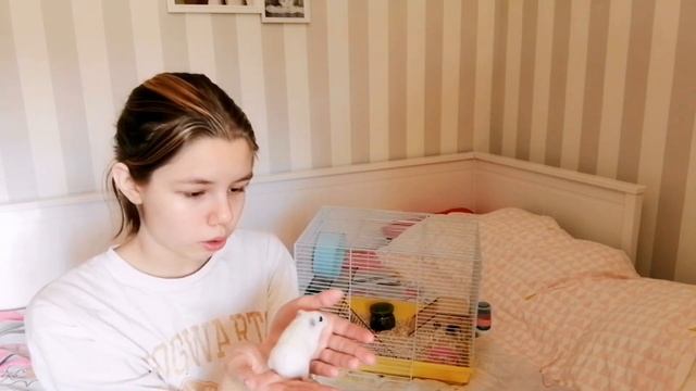 Выгуливаю хомяка❤️ Уход за джунгарским хомяком! #хомяк #уходзахомяком #джунгарик #джунгарскийхомяк