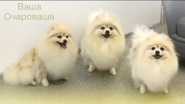 Умка Бренд шпиц.