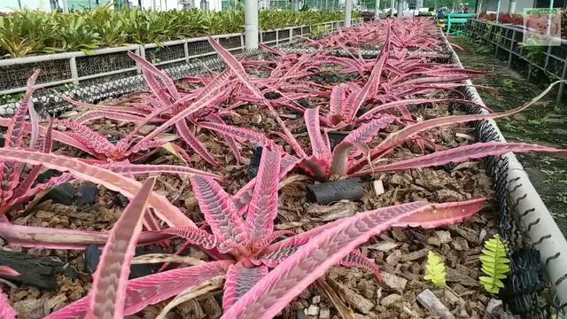 สับปะรดสี อ.อู่ทอง จ.สุพรรณบุรี☃️ 29/12/64 смотреть онлайн