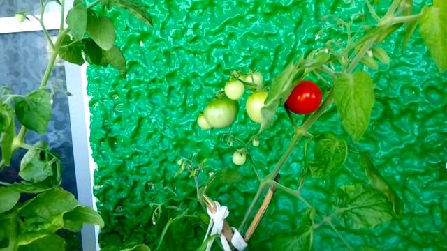 У родителей комнатные томаты созревают круче, чем у меня ? ? смотреть онлайн