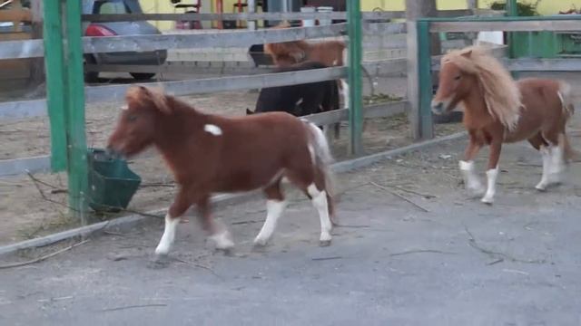 Мини хорса смотреть онлайн