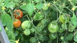 перец Д"Артоньян ,томат Приполярный