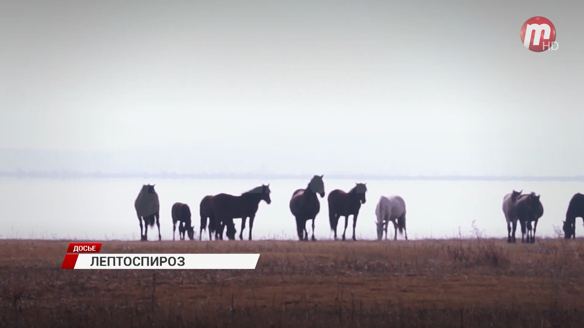 В Бурятии выявили еще один случай заболевания лептоспирозом