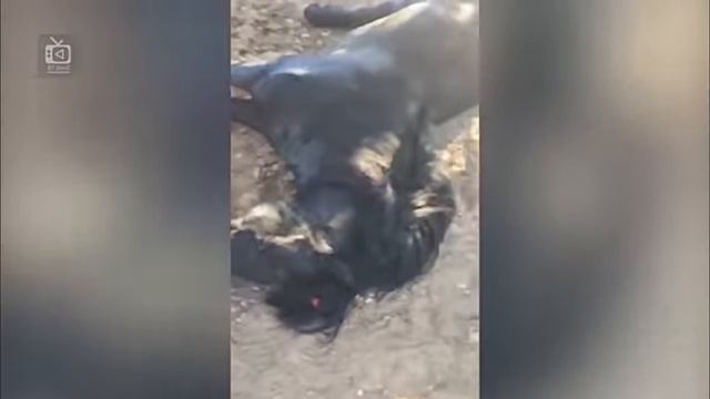 Tasvirga tushib qolgan DAXSHATLI hayvonlar jangi | itlar, ilonlar, buqalar xo‘rozlar|2-qism смотреть онлайн