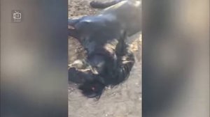 Tasvirga tushib qolgan DAXSHATLI hayvonlar jangi |  itlar, ilonlar, buqalar xo‘rozlar|2-qism