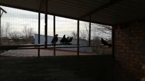 1.ч. // ГОЛУБИ // В ГОСТЯХ.У ВИКТОРА ЛЫСЕНКО //Т+7 928 610-71-01.С.САНДАТА РОСТОВСКАЯ ОБЛ. 5.03.202