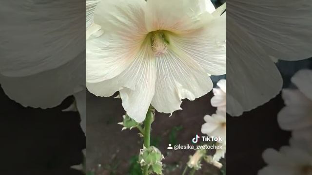 Мальва белая смотреть онлайн