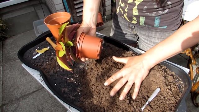Re potting the Pereskia godseffiana Cactus we are 'Growing For Josh' смотреть онлайн