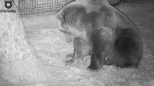 Ёж не даёт спать медведю