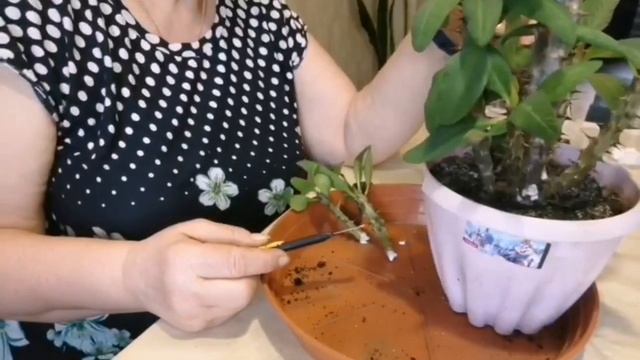 Молочай Миля. Обрезка, посадка.?РЕЗУЛЬТАТЫ КОНКУРСА смотреть онлайн