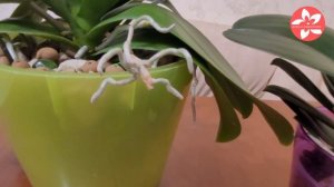 Трипс на орхидеях как определить и как избавиться