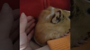 Карантин,час ночи...разговор морской свинки ,как пищат морскин свинки,