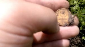 Коп на исчезнувшей деревне в Приморском крае, июнь 2017