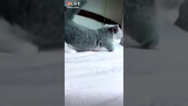 самый красивый котёнок
