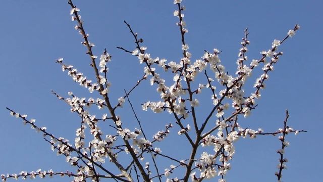 Цветущий абрикос смотреть онлайн