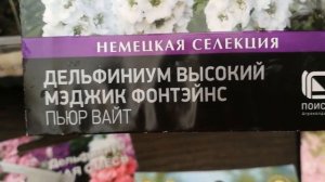 ДЕЛЬФИНИУМ Наконец-то получилось вырастить Опыт 2022-го года
