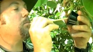 Опыление Анона Черимойя ( Annona cherimola)