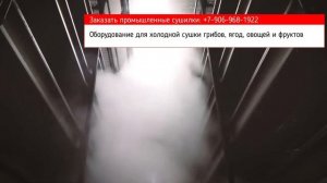 Рынок грибов. Оборудование для сушки грибов. Производство грибных ингредиентов