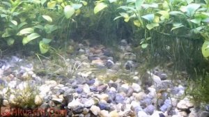 Голландский аквариум с анубиасами и криптокориной. Тетра Конго и Меченосцы