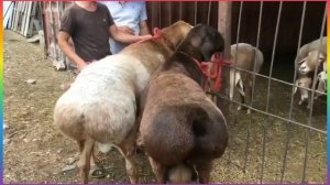 Арашан койлору | Знаменитый баран производитель по кличке Корабль с сыном Тайсон (архив)