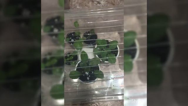 Глоксиния из семян смотреть онлайн