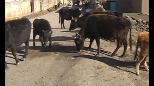 Зрых, Исмаил-буба, Лезгинские канатоходцы. Не монтировано