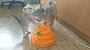 Самый заботливый папа кот в мире который ухаживает за своими котятами и мамой кошкой Любовь