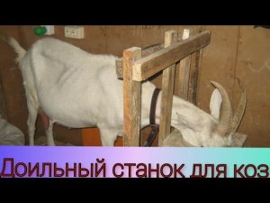 Наконец-то я доделал ДОИЛЬНЫЙ СТАНОК ДЛЯ КОЗ!!!Покупаю козу!
