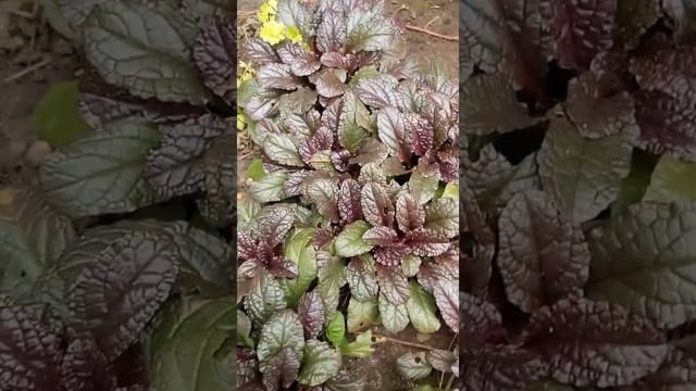 Живучка, аюга ползучая "Атропурпурея" | Ajuga reptans "Atropurpurea"