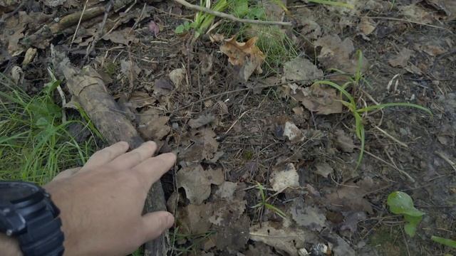 ПОДОСИНОВИКИ НА ДАЧНОМ УЧАСТКЕ ? ДЕНЬ #343 смотреть онлайн