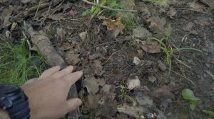 ПОДОСИНОВИКИ НА ДАЧНОМ УЧАСТКЕ ? ДЕНЬ #343