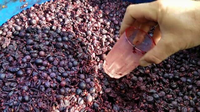 Процесс приготовления Грузинского вина. Брожение уже длится 16 дней. смотреть онлайн