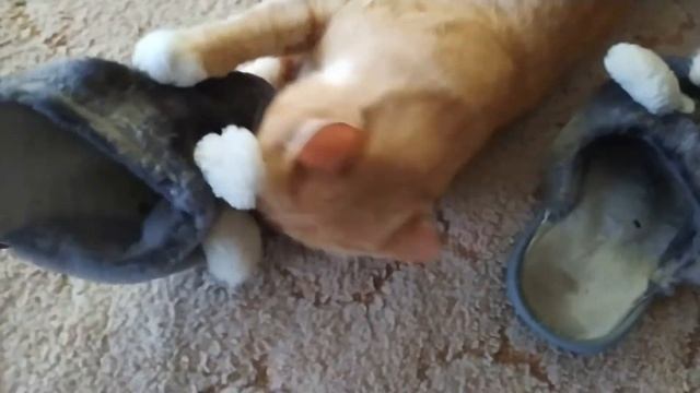 Соседский кот Семен так "отблагодарил" нас за наше гостеприимство смотреть онлайн