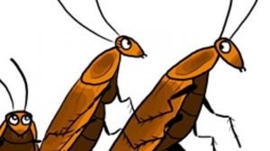 Как Избавиться от Тараканов