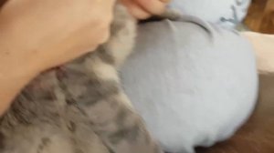 Как вытащить КЛЕЩА ниткой с Кота или Собаки. Кот Макс укушен клещом