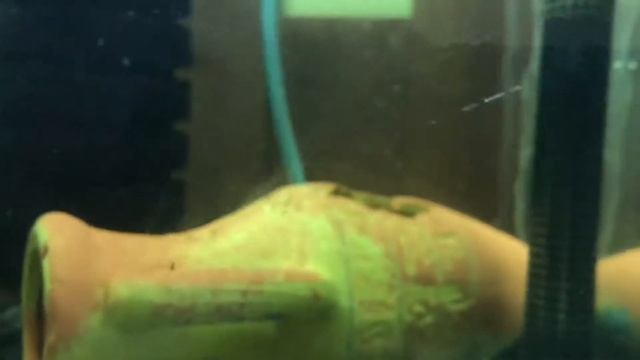 Улитка ампулярия! Рождение улиток! Улитки вылупляются из икры! Размножение улиток смотреть онлайн