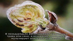 Самые эффективные меры борьбы с почковым клещом на смородине весной
