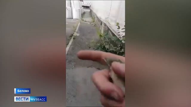 Птенцы трясогузки, свившей гнездо в фуре кузбасского дальнобойщика, встали на крыло смотреть онлайн