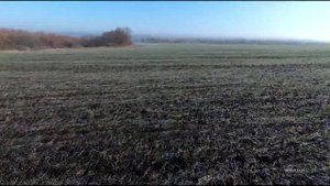 Всходы озимой пшеницы 2020.