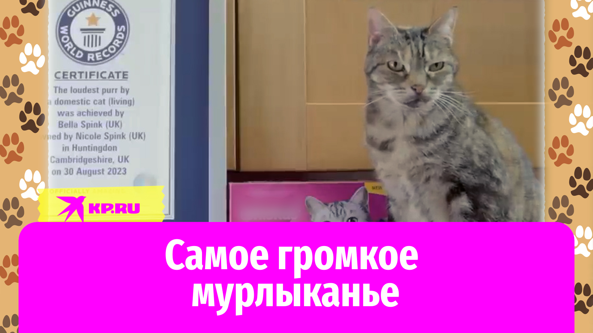Кошка из Британии установила рекорд по самому громкому мурлыканью