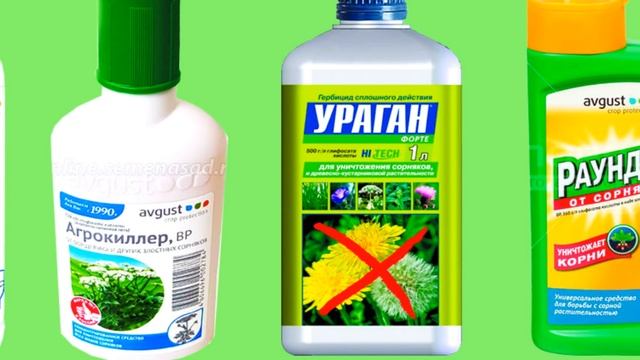 Осенняя борьба с березкой(вьюнком) По-взрослому.