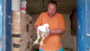 Бройлеру сорок два дня.Вес бройлера в шесть недель??.