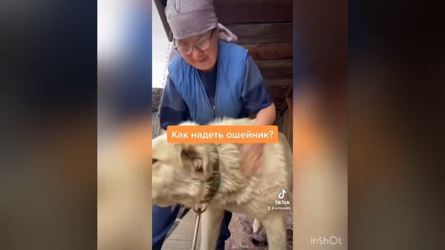 Хитрый лис. смотреть онлайн