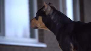 Американский булли покет 5 месяцев (Обучен всему как мои) ждет своих хозяев! За покупкой 7980742789