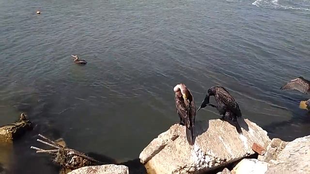 Бакланы на Должанке Азовское море.